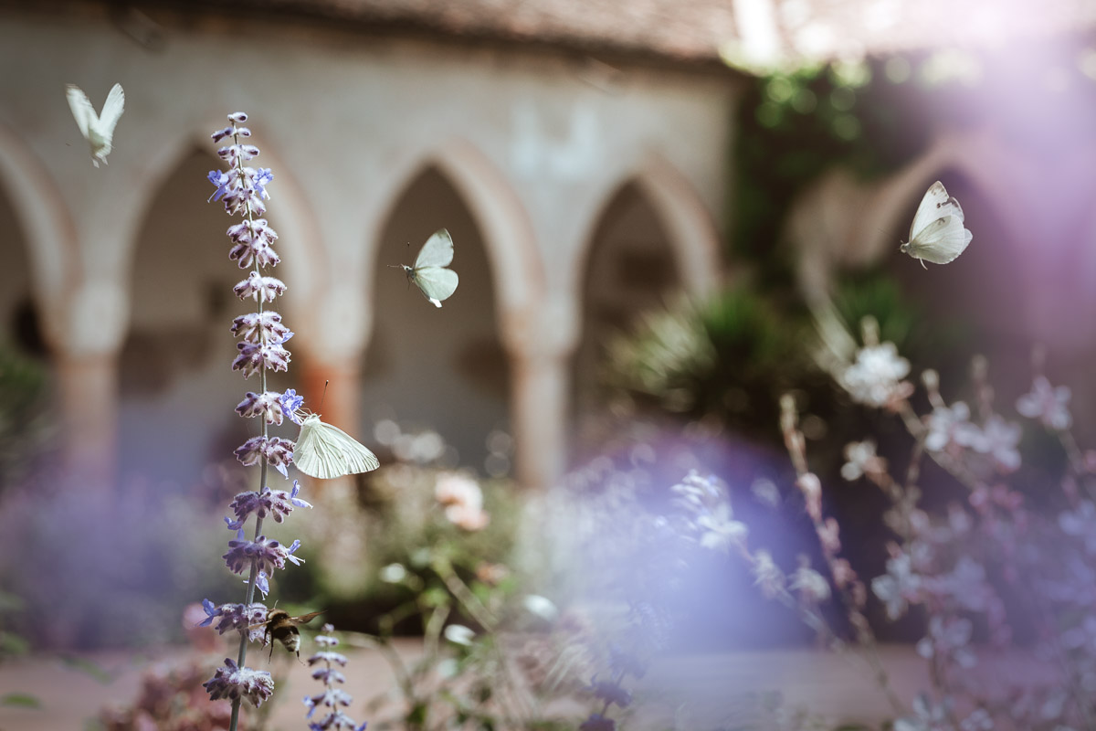 Farfalle al Convento dell'Annunciata